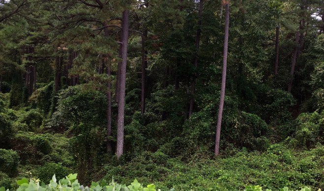 Natchez Trace SP Kudzu