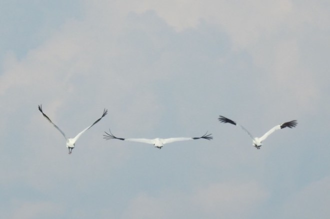 WHOOPERS