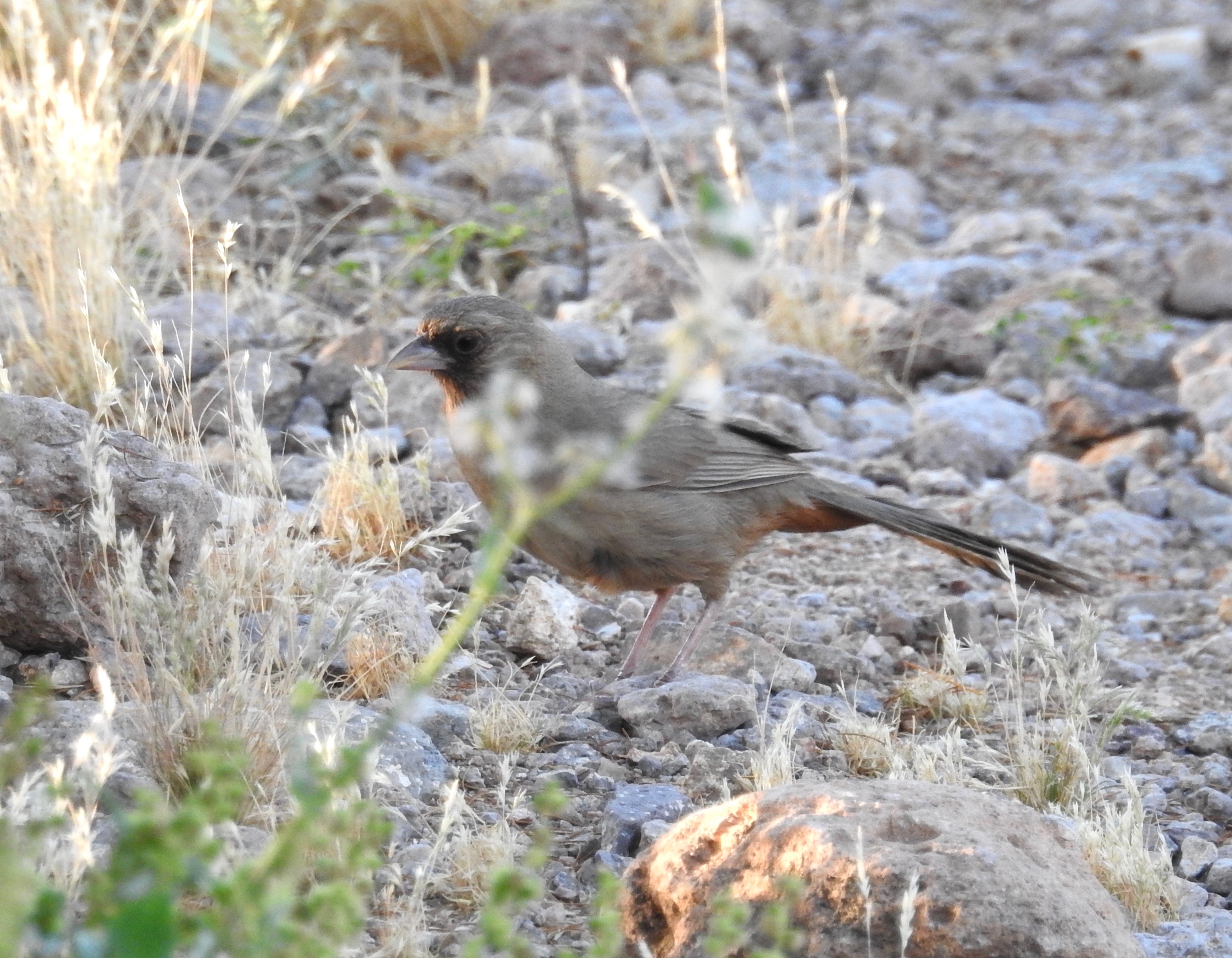 Abert's Towhee.jpg