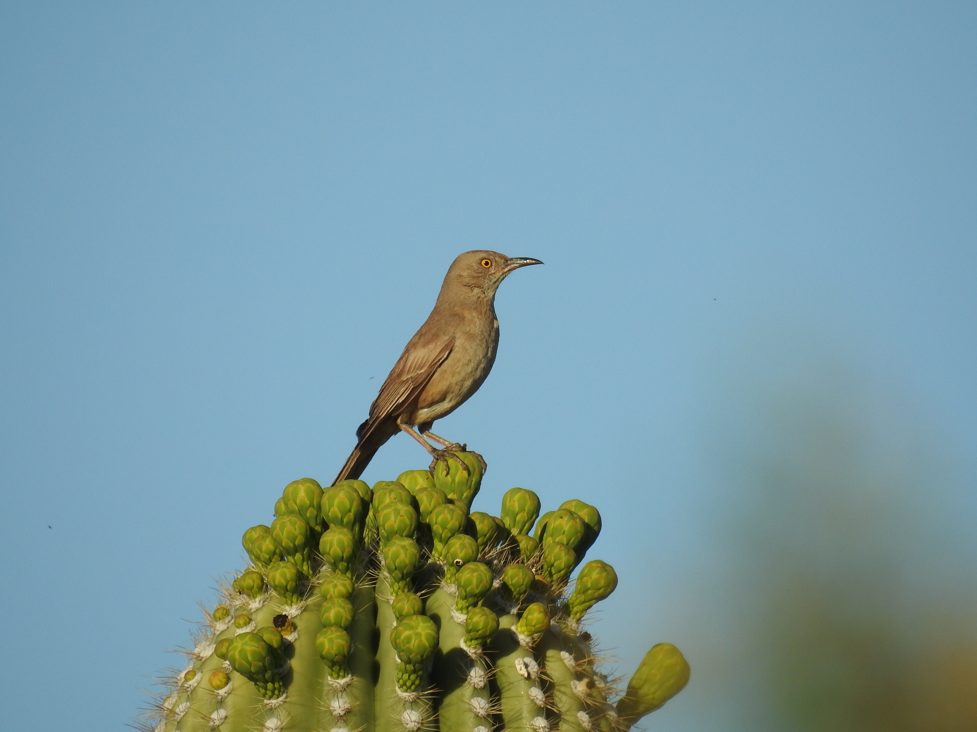 Bendire's Thrasher.jpg