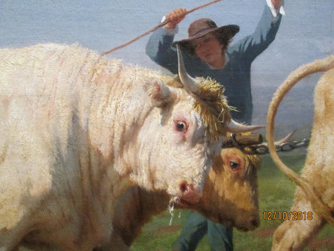 Labourage nivernaisDetail