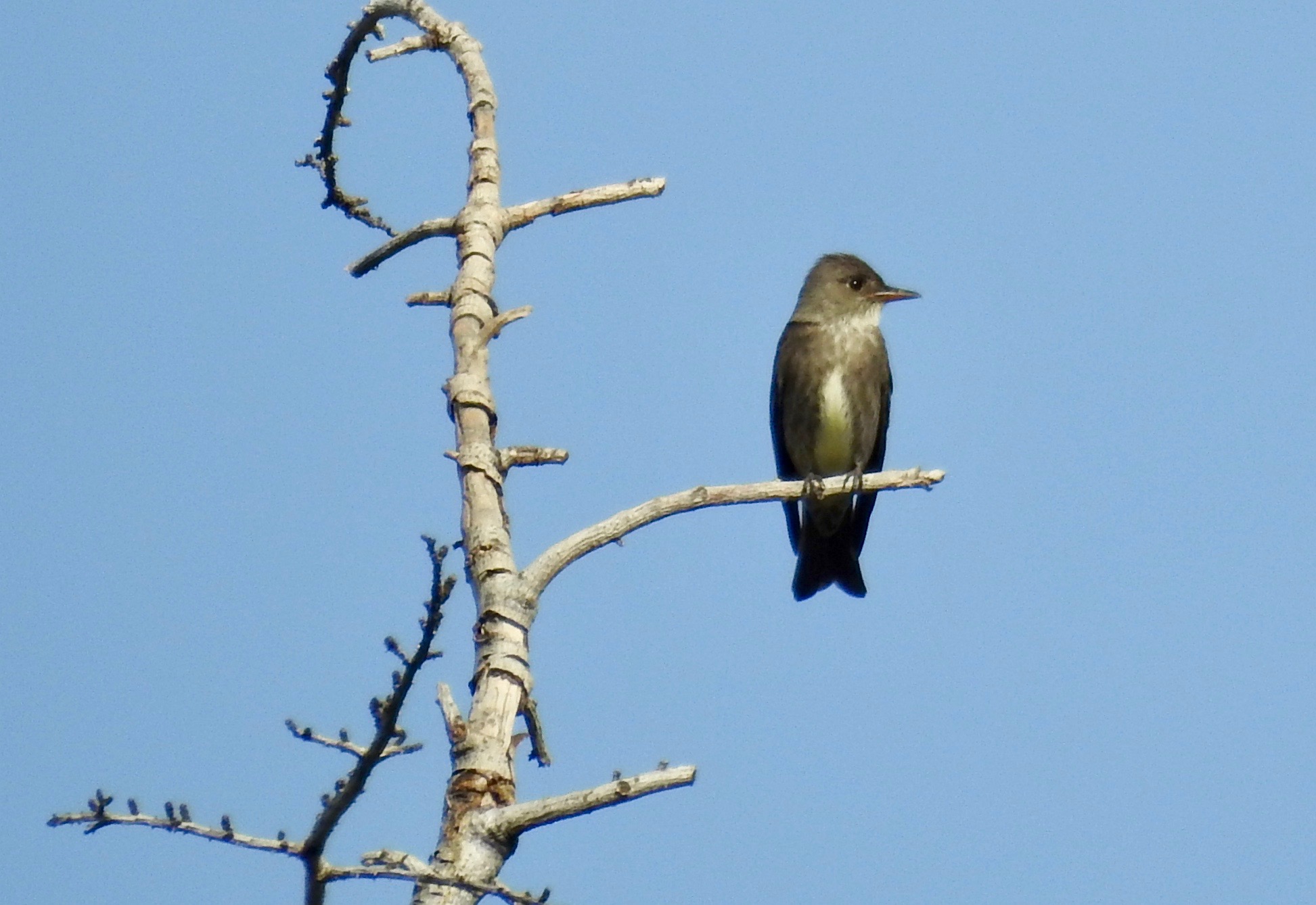 Olive-sided Flycatcher