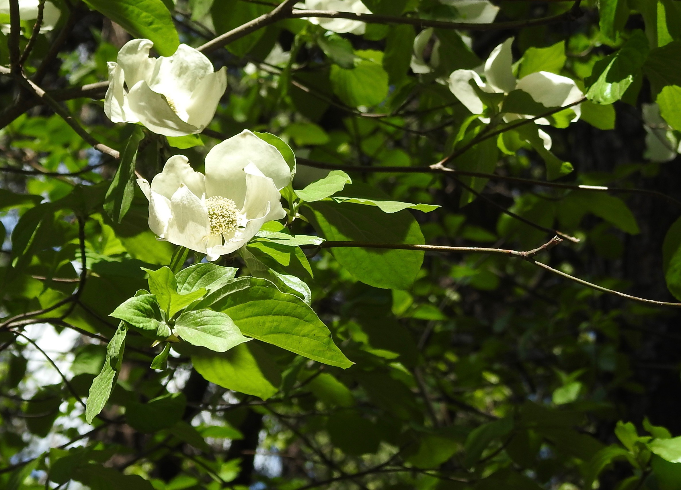 Mountain Dogwood