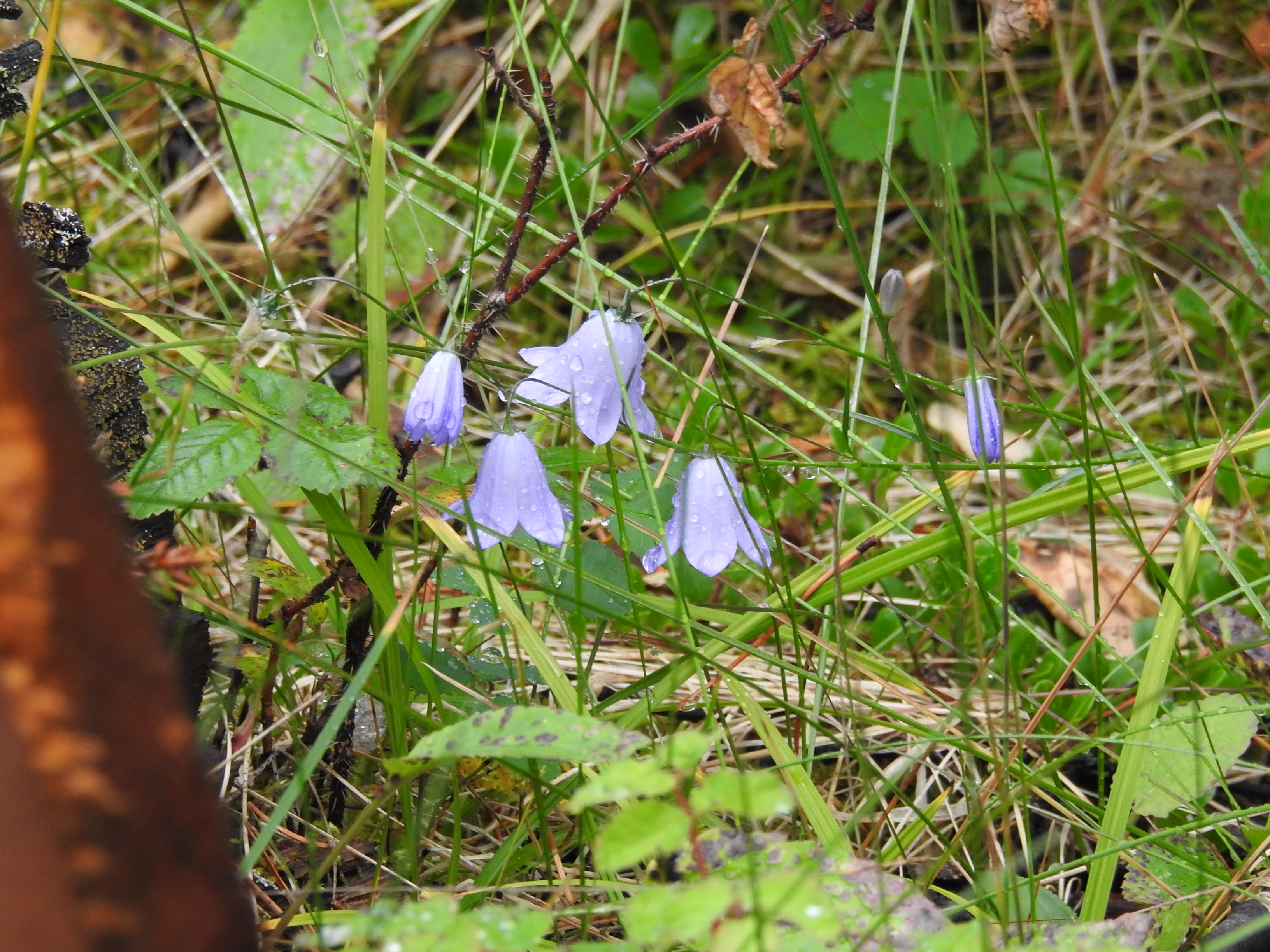 American Harebell (Campanula rotunifolia)