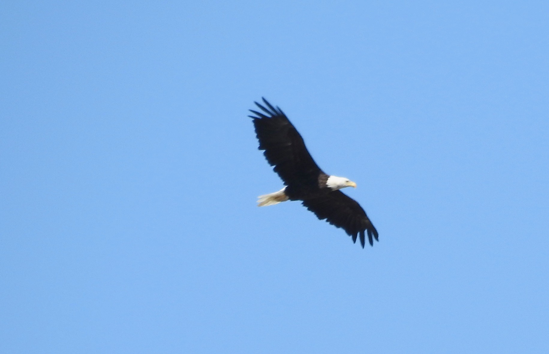 Bald Eagle