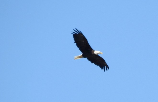 Bald Eagle