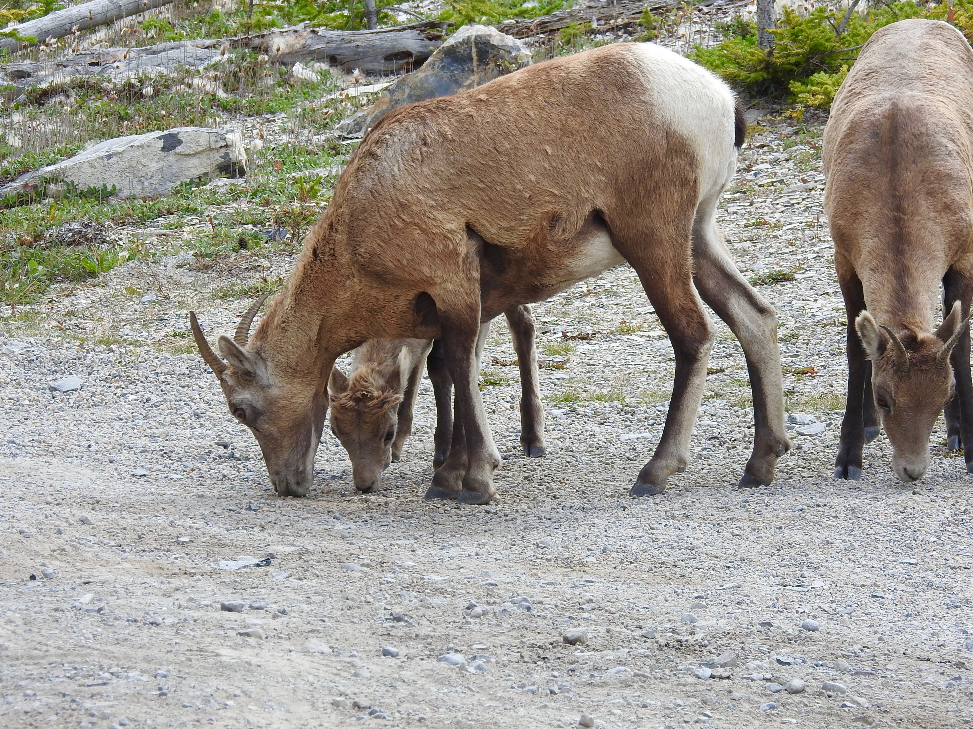 Bighorn Ewe &amp; Lamb