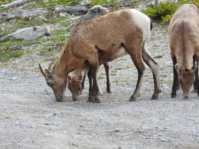 Bighorn Ewe &amp; Lamb