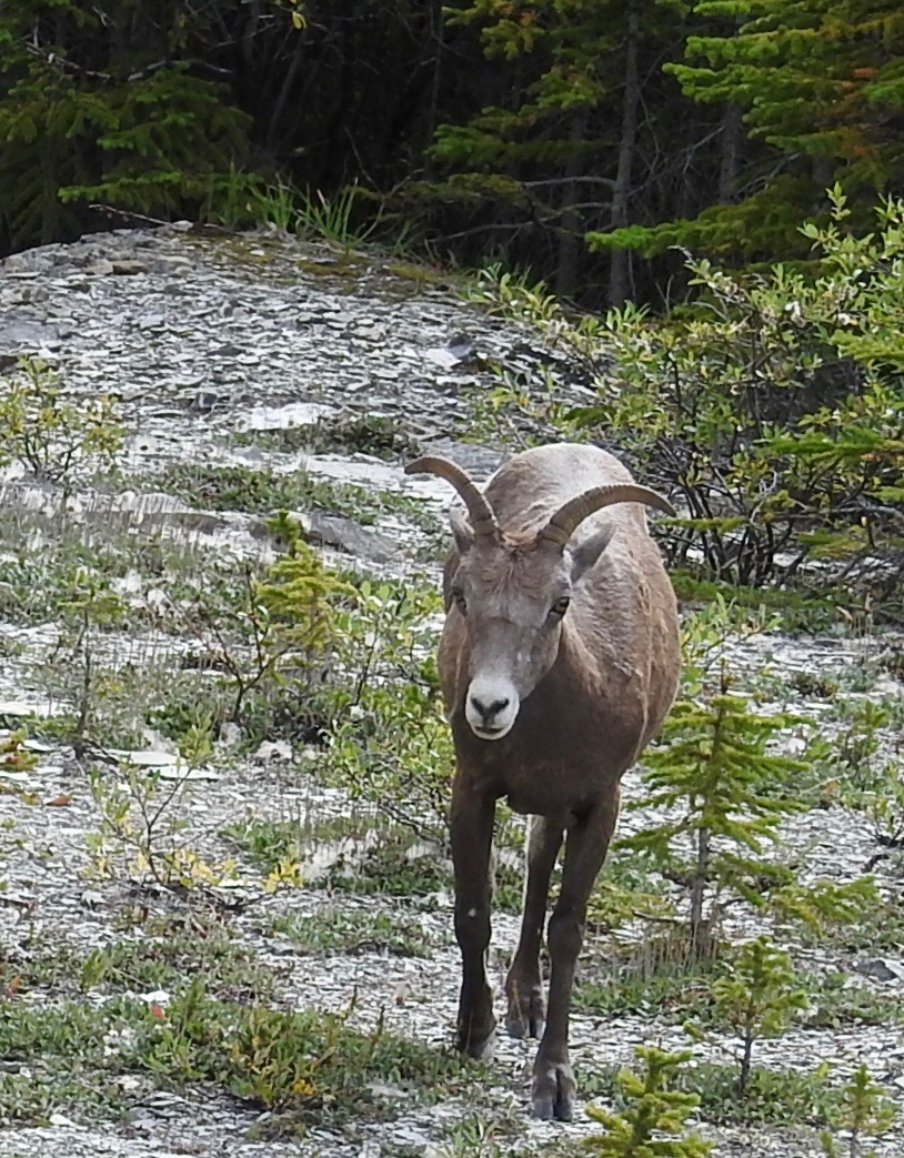 Bighorn Sheep