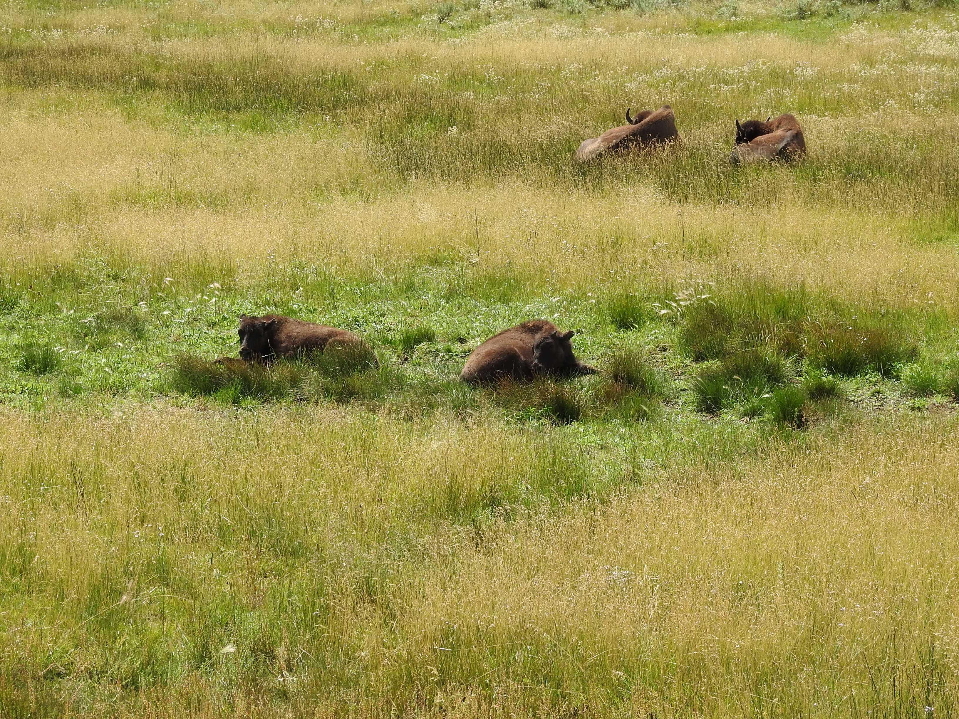 Bison Babies.jpg