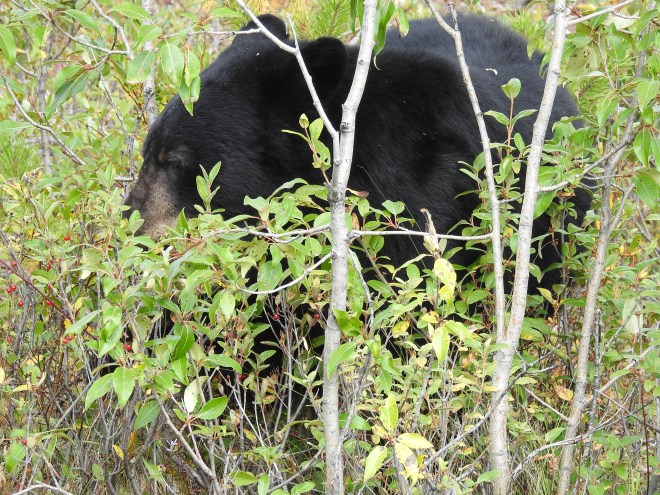 Black Bear Icefields Pkwy