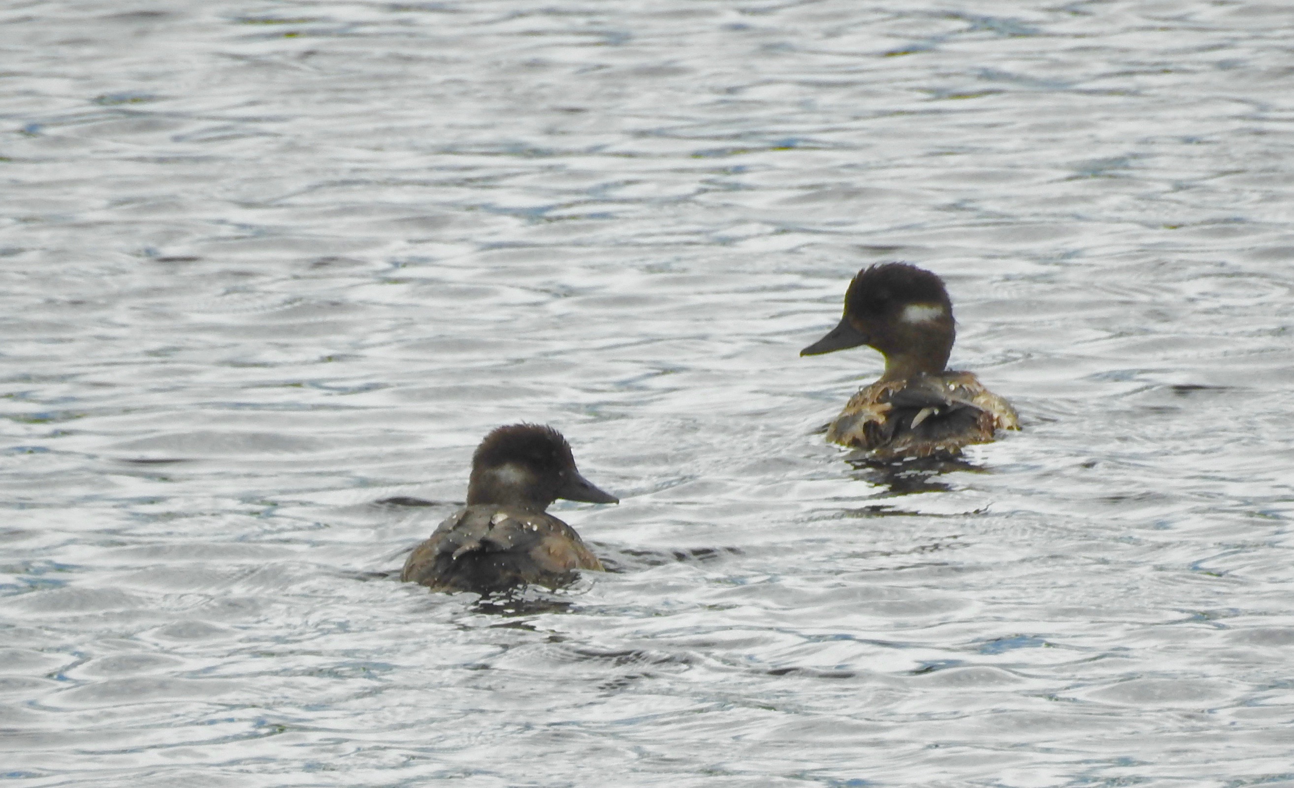 Buffleheads