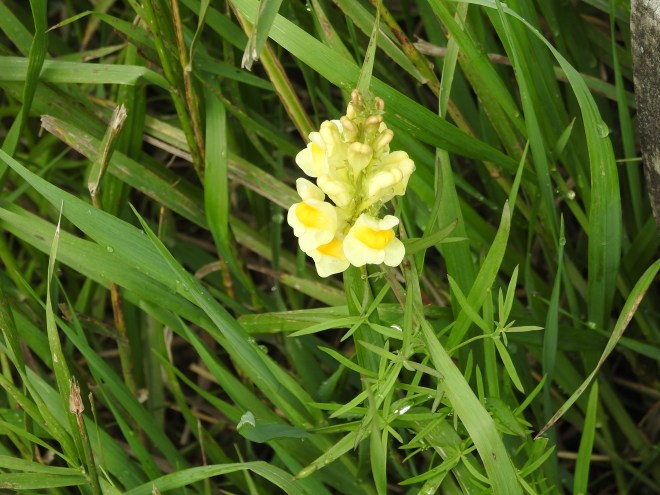 Butter and Eggs (Linaria Vulgaris)