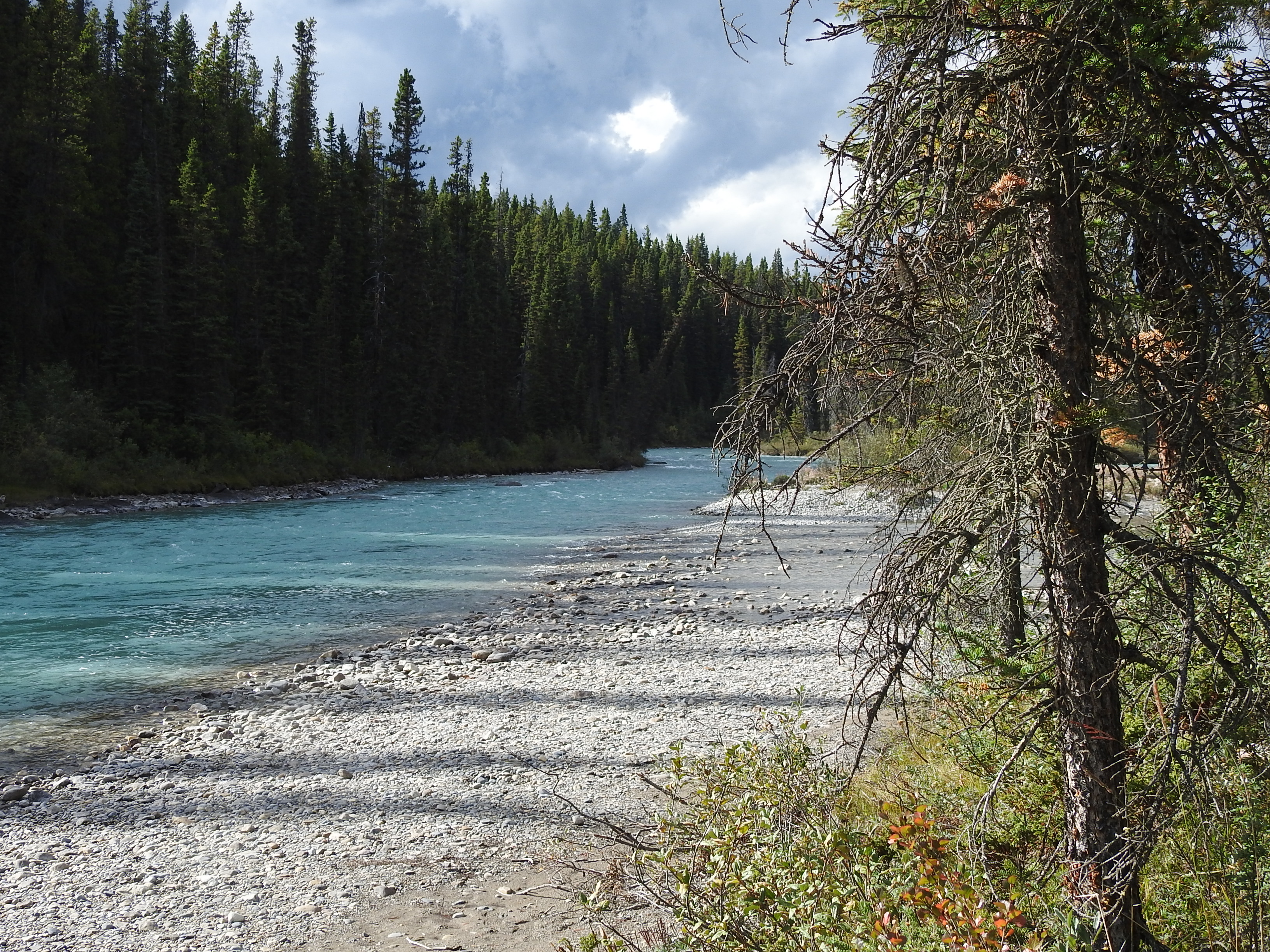 Campground Bow River
