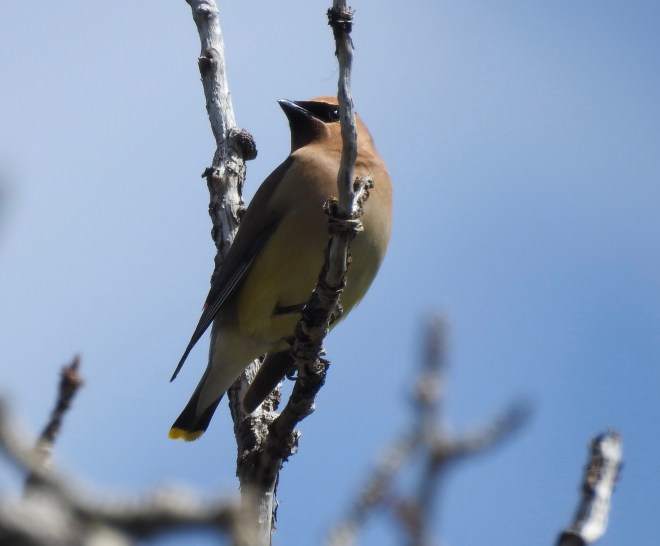 Cedar Waxwing