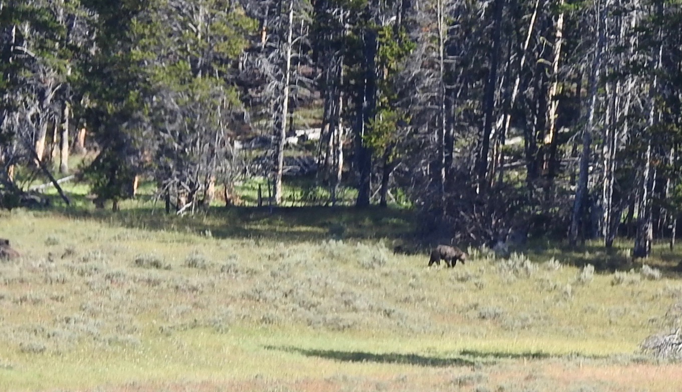 Distant Grizzley