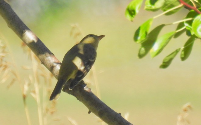 Female Western Tanager