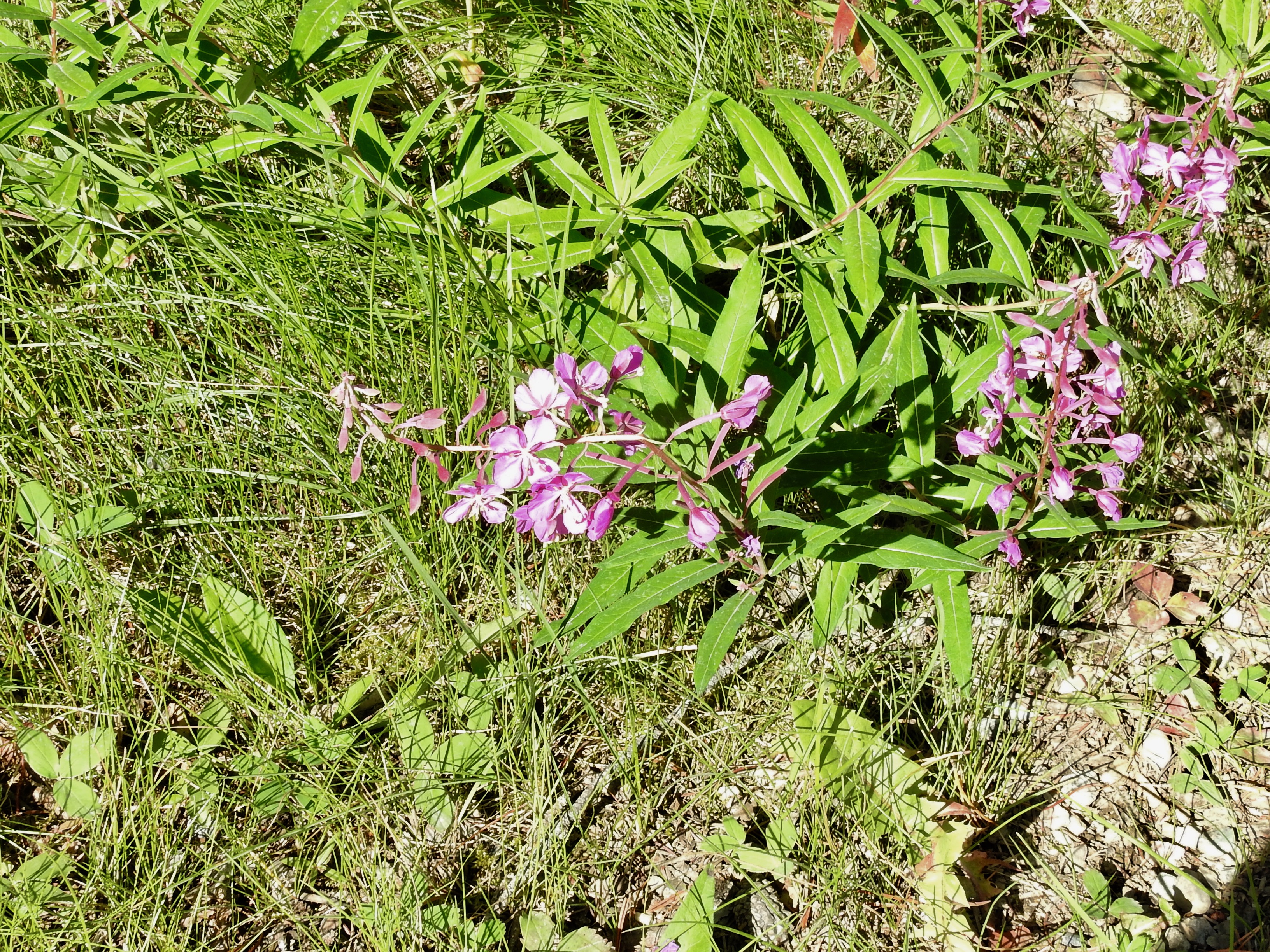 Fireweed (Chamaenerion angustifolium)