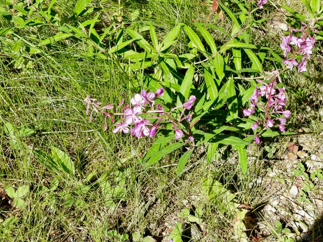 Fireweed (Chamaenerion angustifolium)