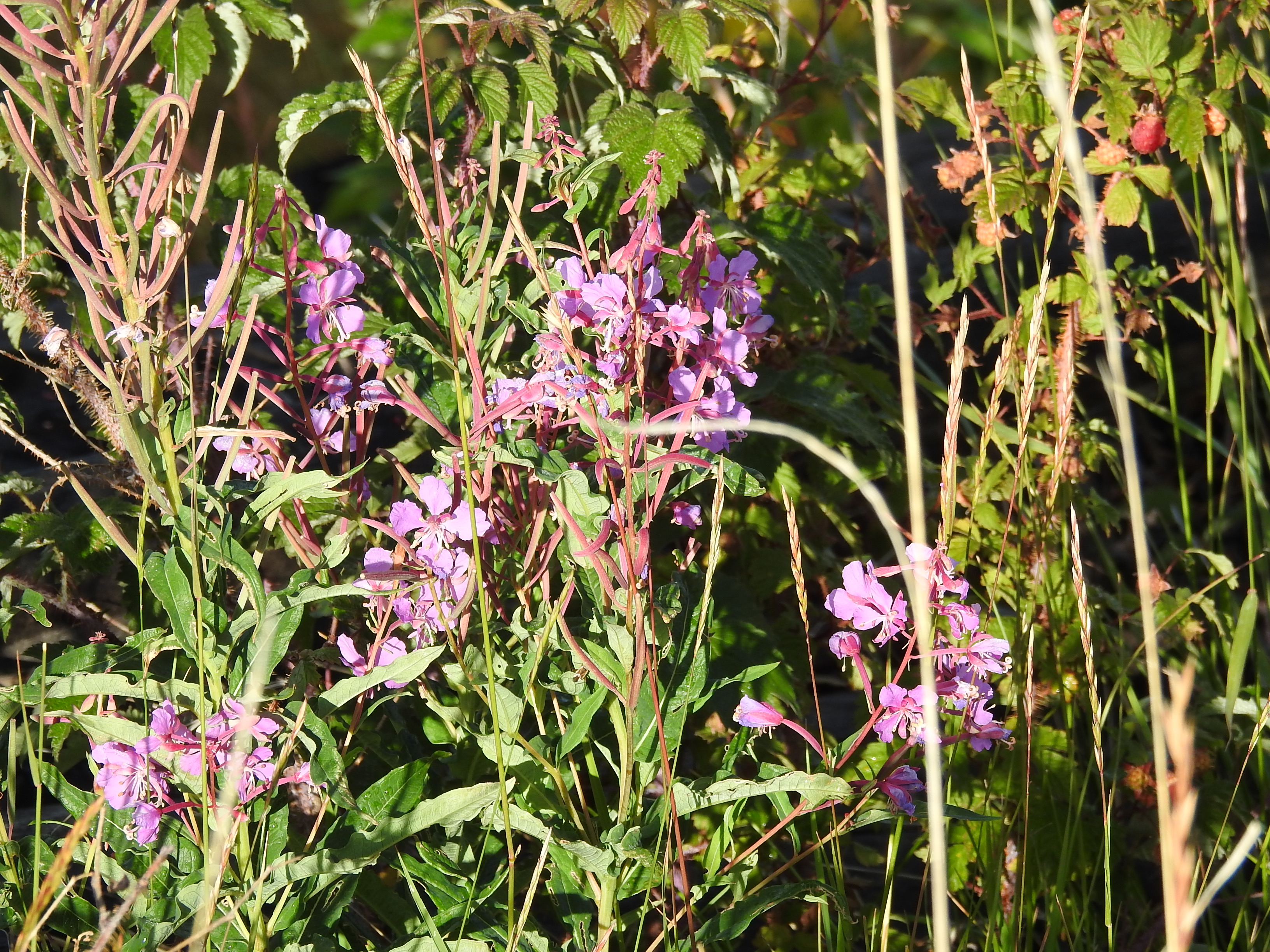 Fireweed.jpg