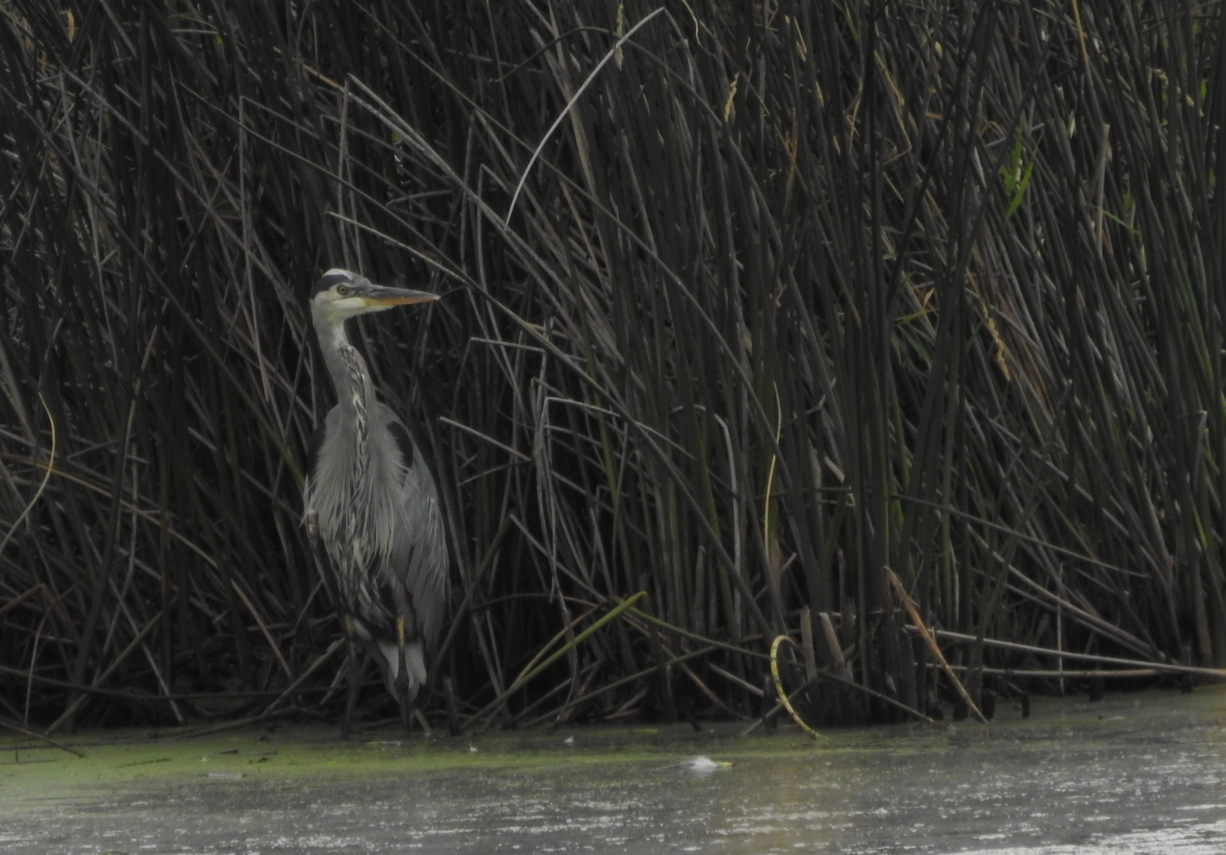 GBH Hiding in the Shadows