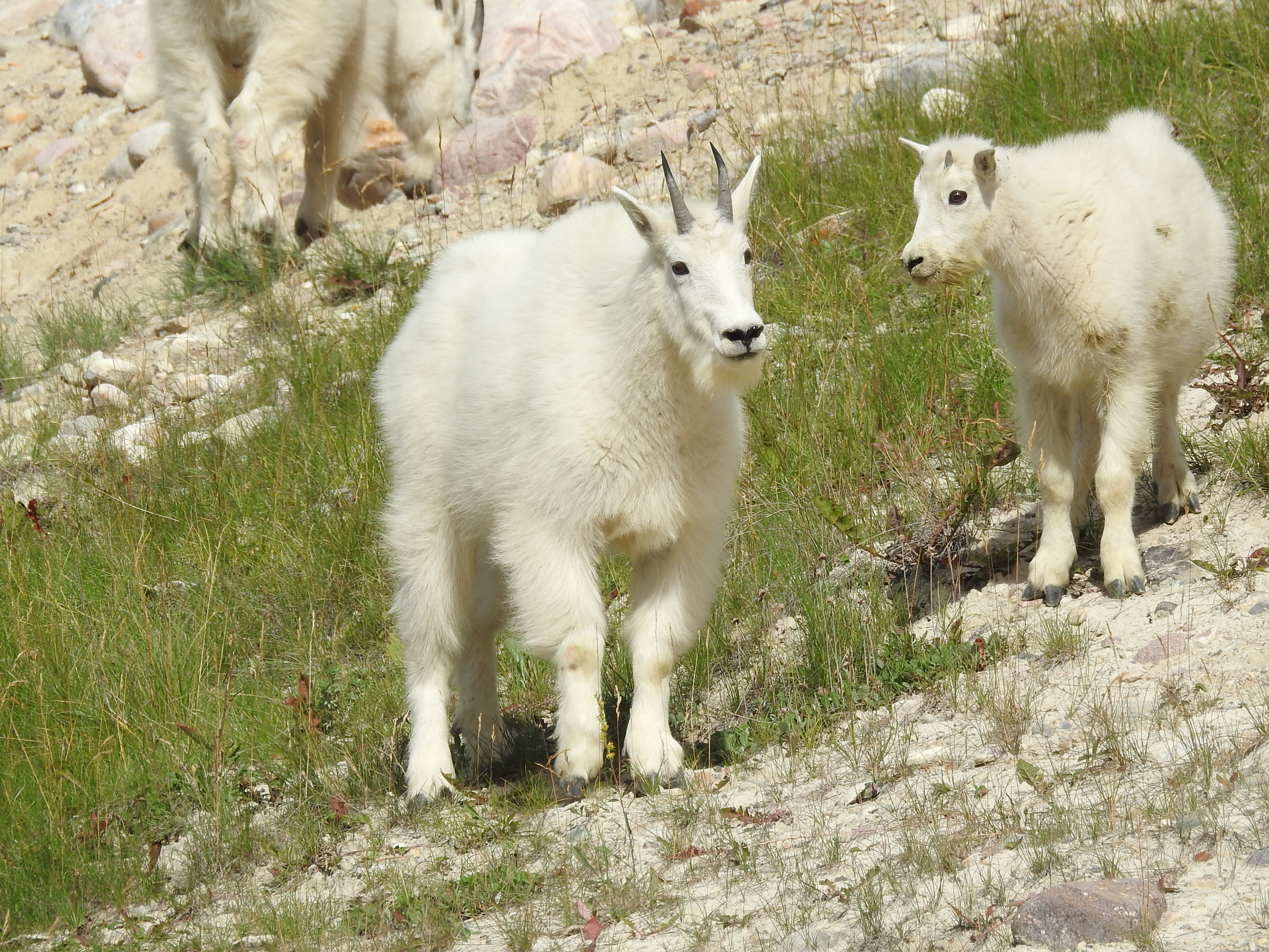 Goats -Momma &amp; kid
