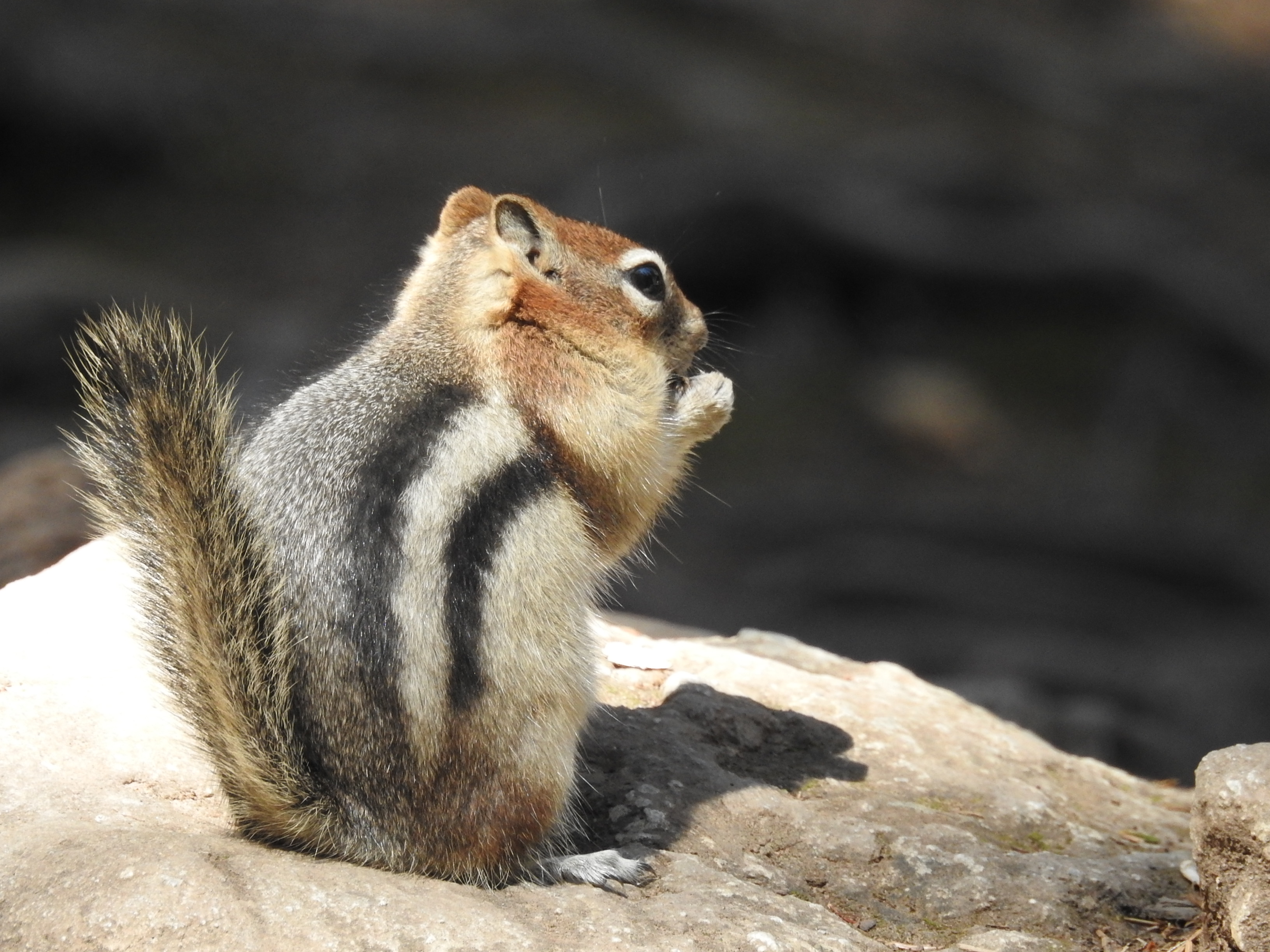 Golden-mantled Ground Squirrel