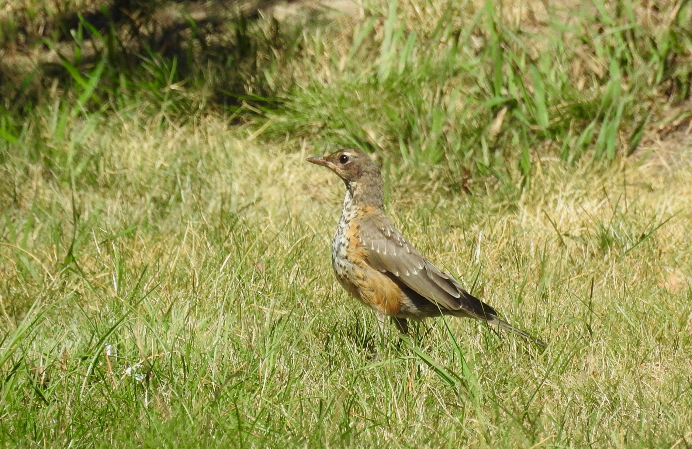 Immature Robin
