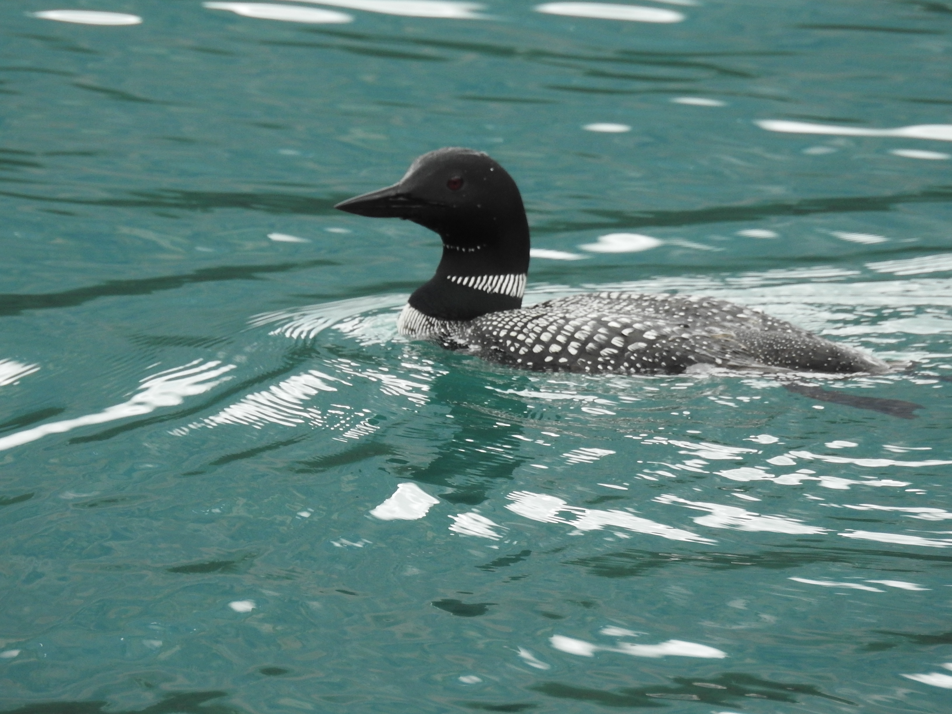 Loon on Emerald Lake -Yoho