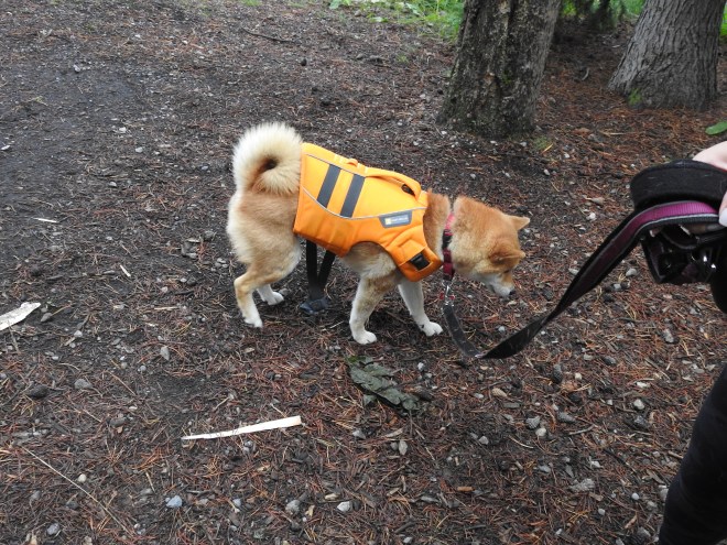 Mini-Sacha (Shiba Inu) going Boating