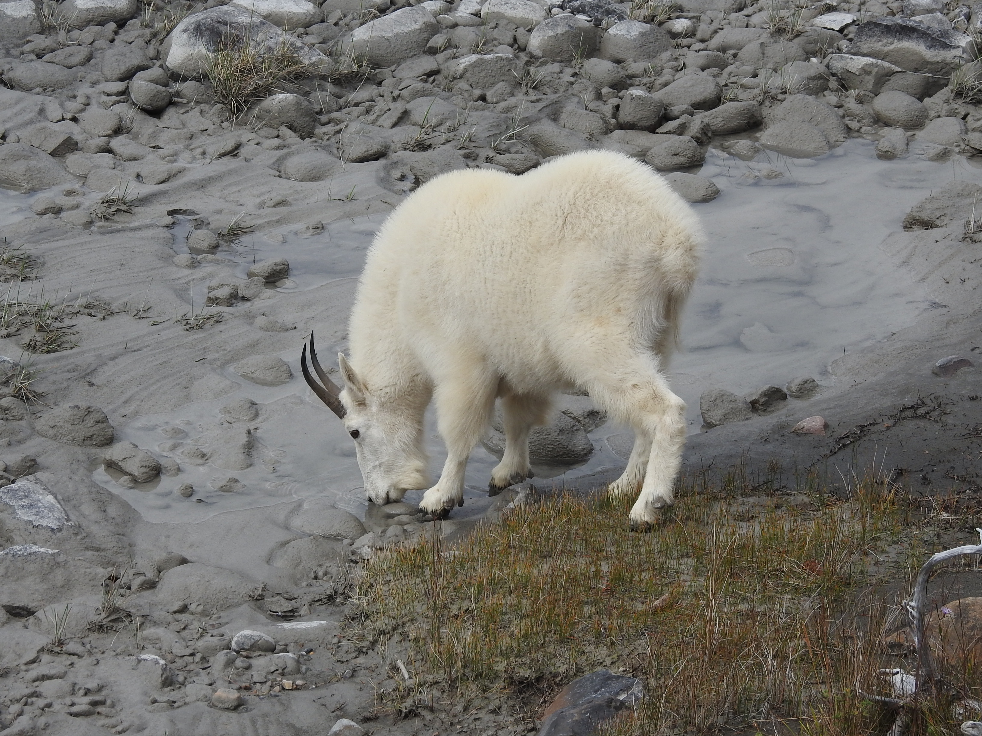 Mountain Goat 2