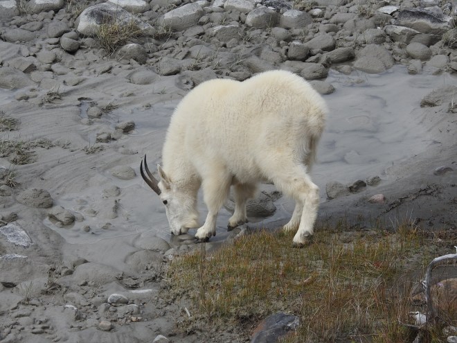 Mountain Goat 2
