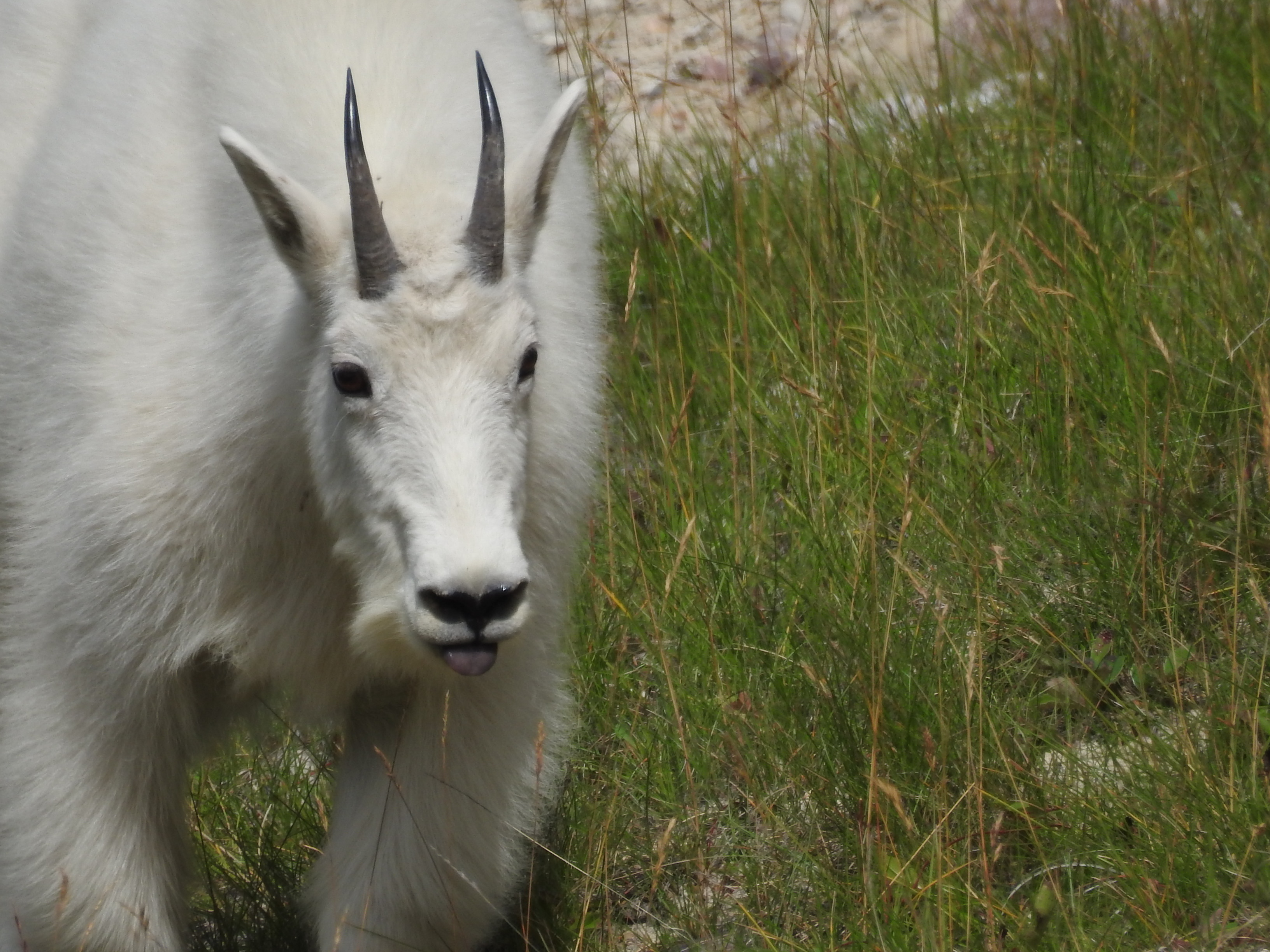Mountain Goat 3