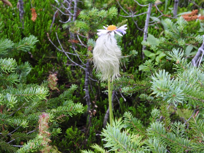 Prairie Smoke (Geum triflorum)