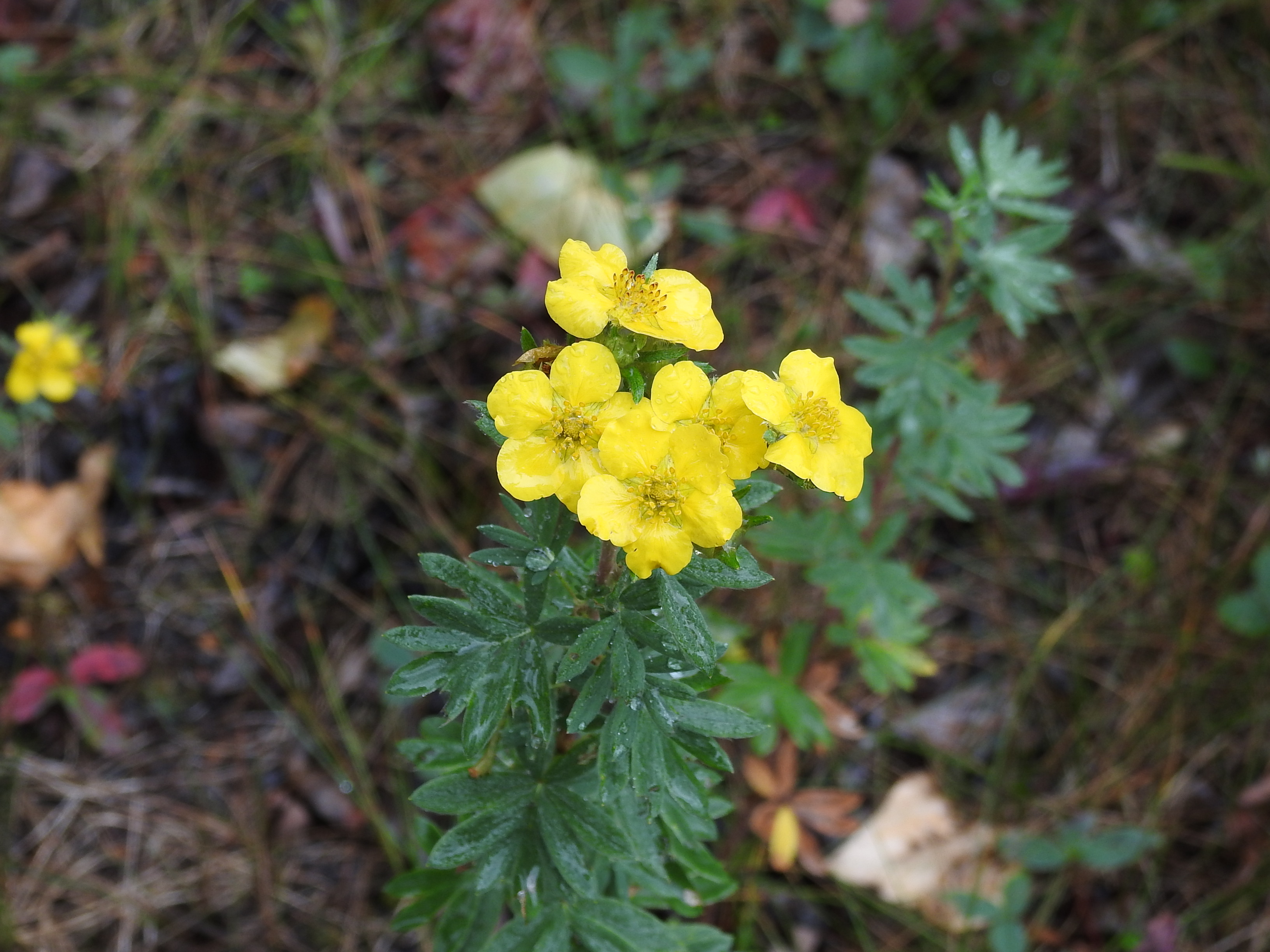 Shrubby Cinquefoil (Dasiphora fruiticosa)