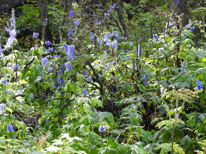 Sierra Larkspur (Delphinium glaucum)