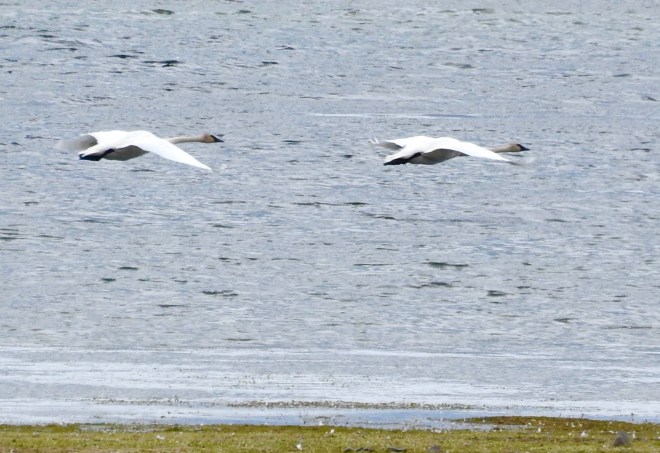 trumpeters in flight
