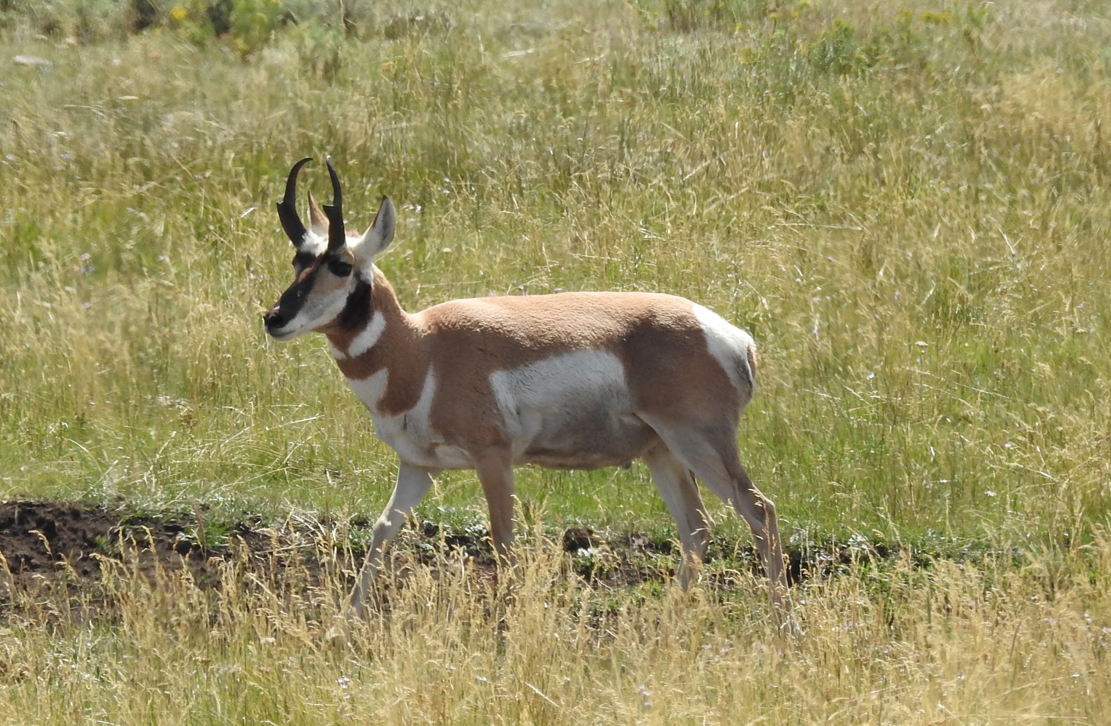 Where the Antelope Play