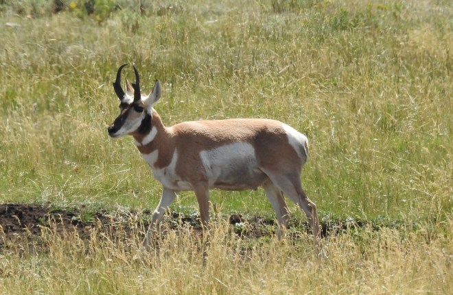 Where the Antelope Play