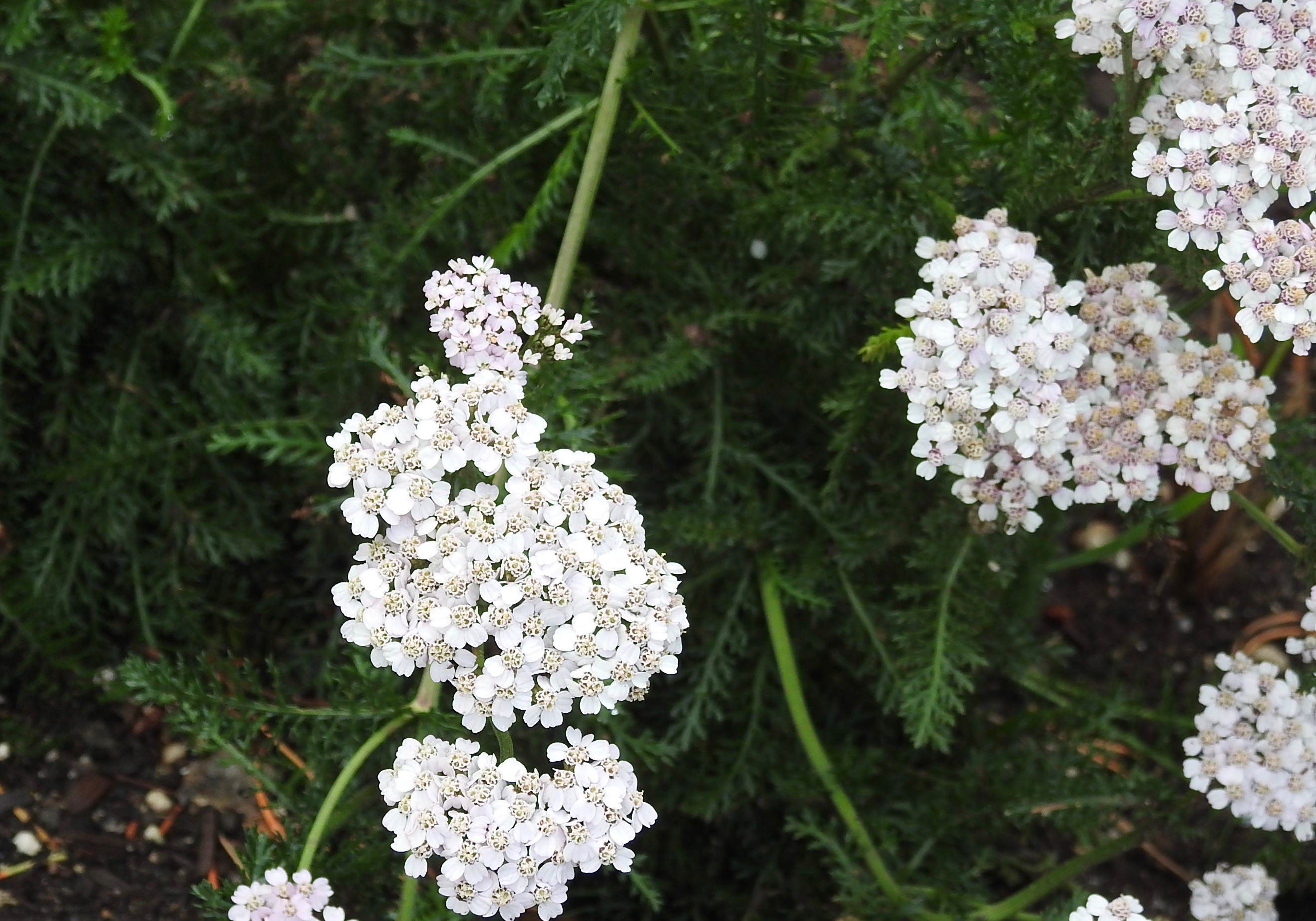Yarrow, (Achillea millefolium)