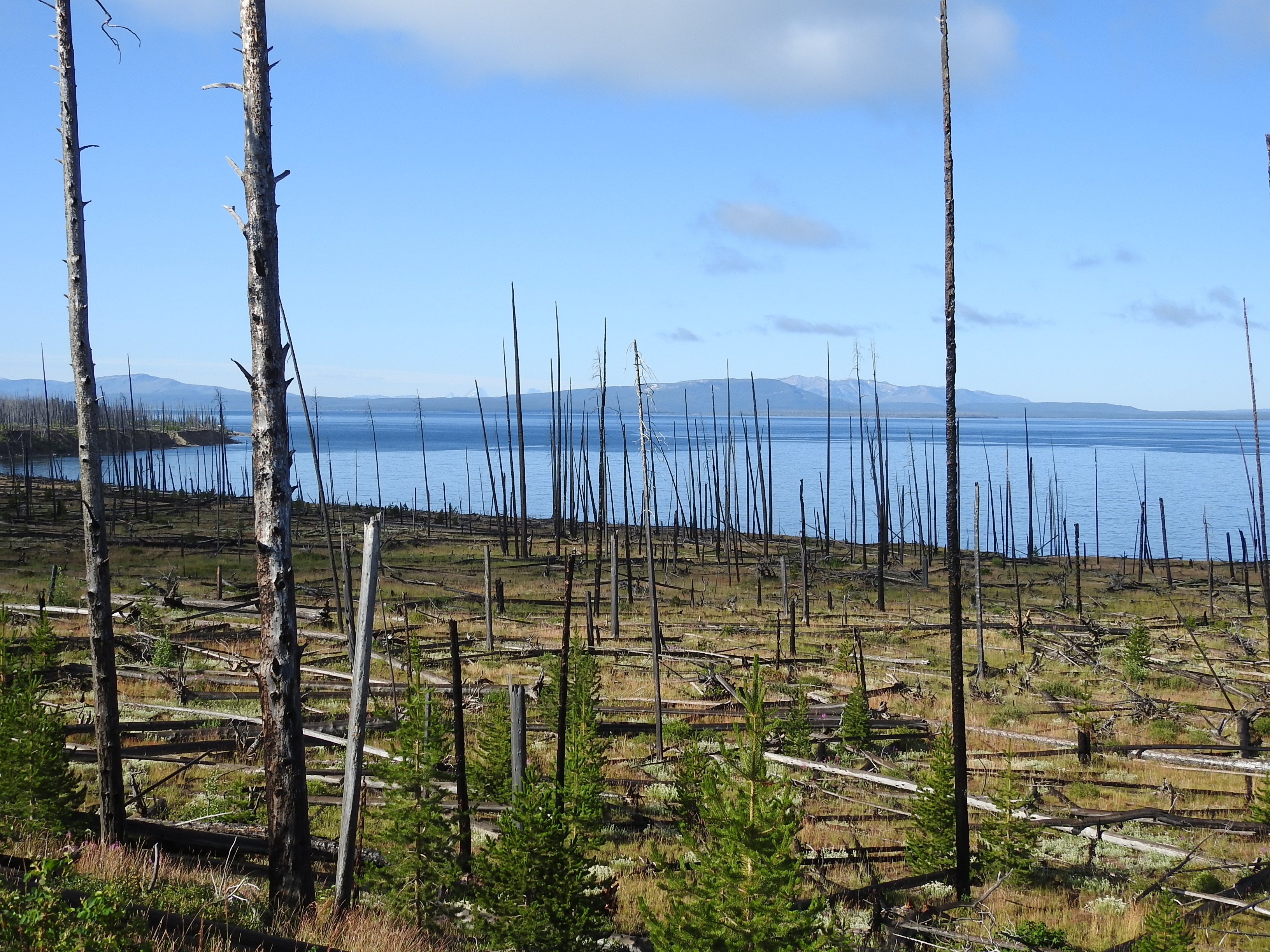 Yellowstone Lake after the Fire.jpg