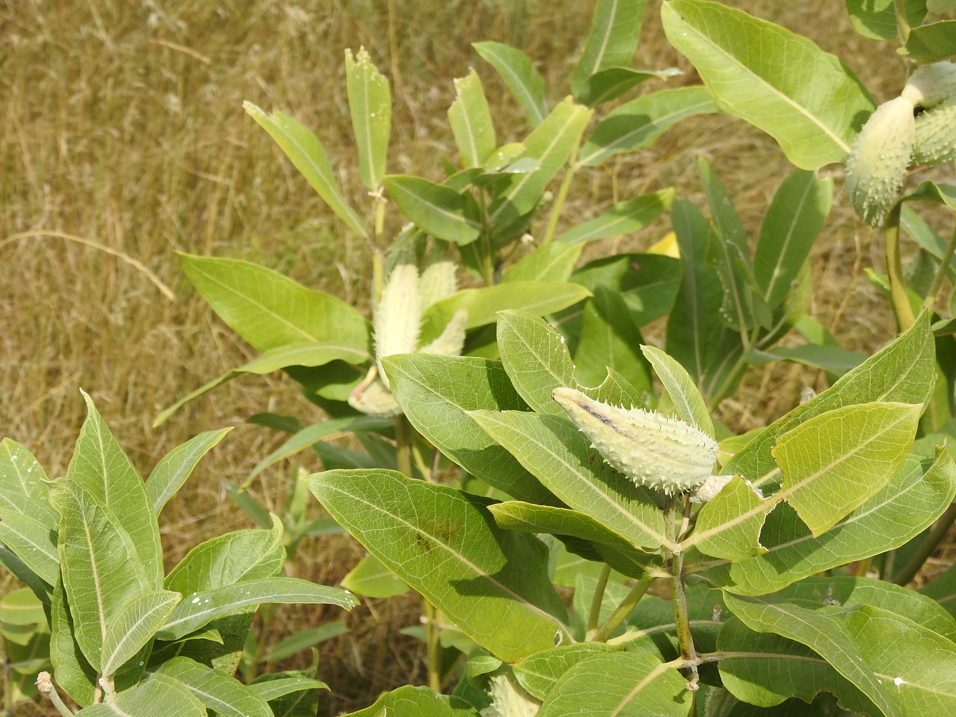 Asclepias speciosa Showy Milkweed.jpg