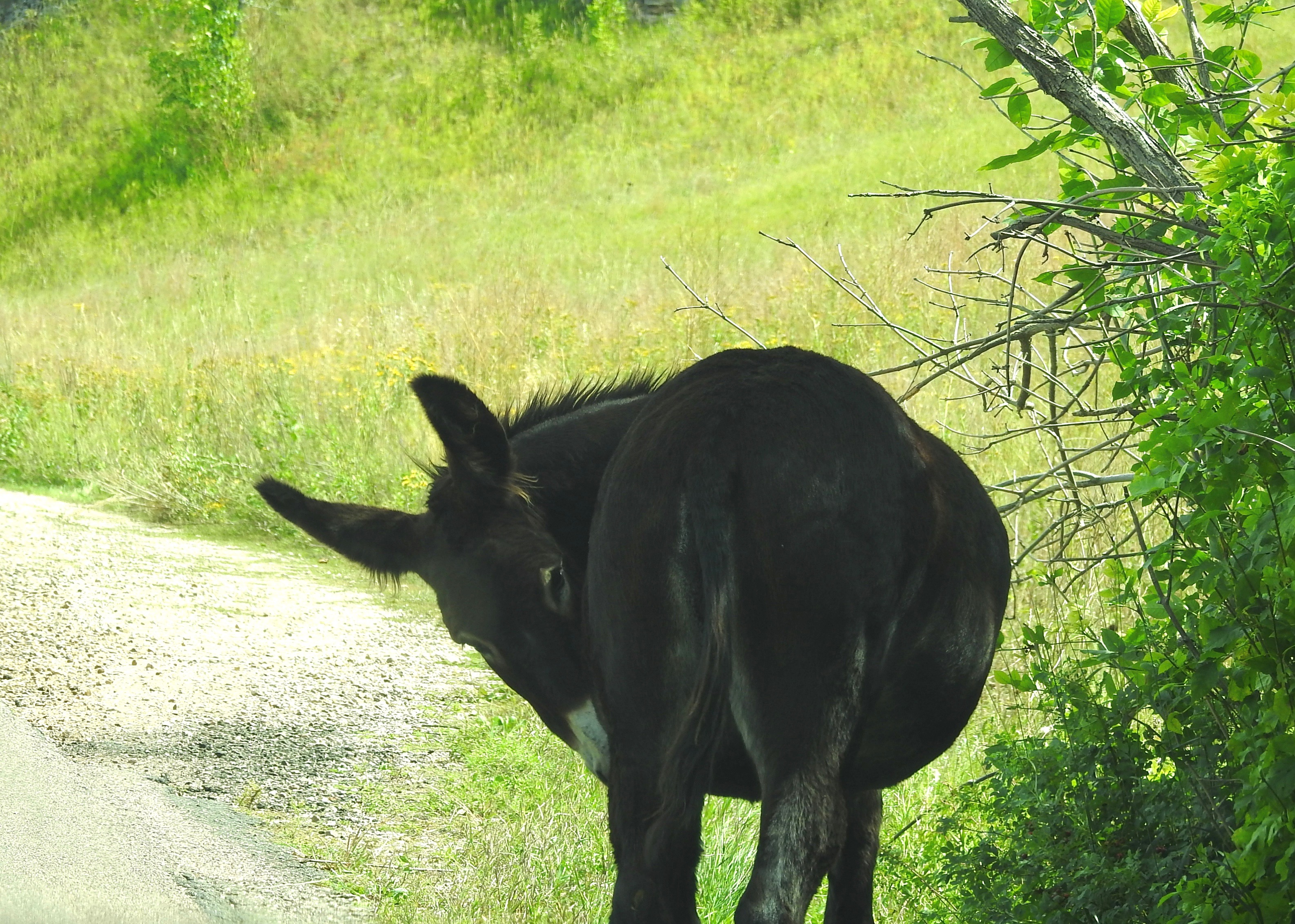 Begging Break (1).jpg