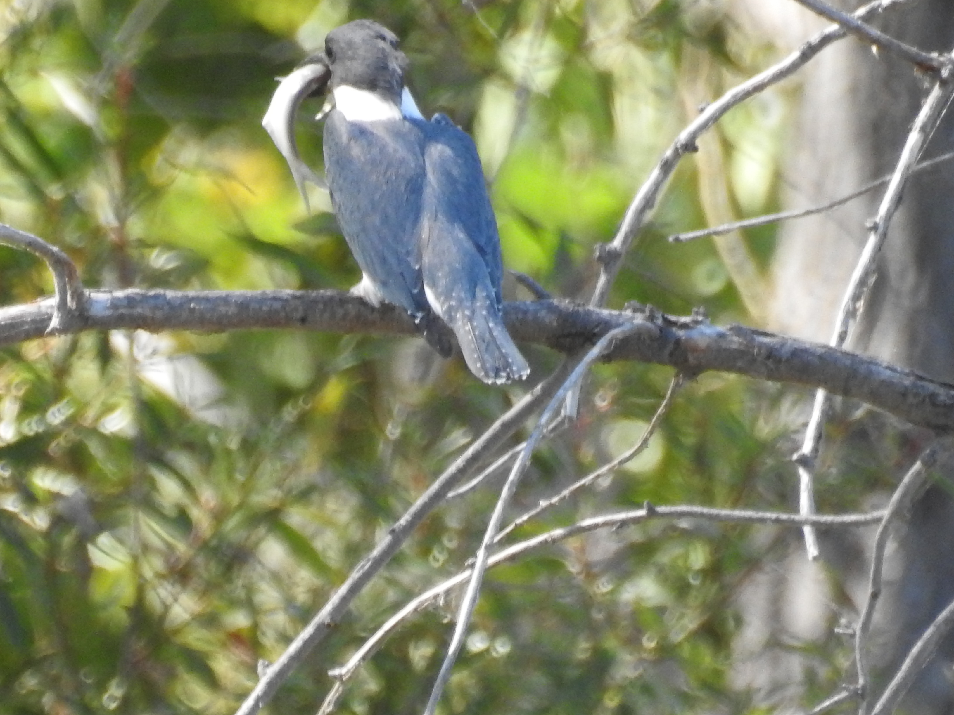 Belted Kingfisher.jpg