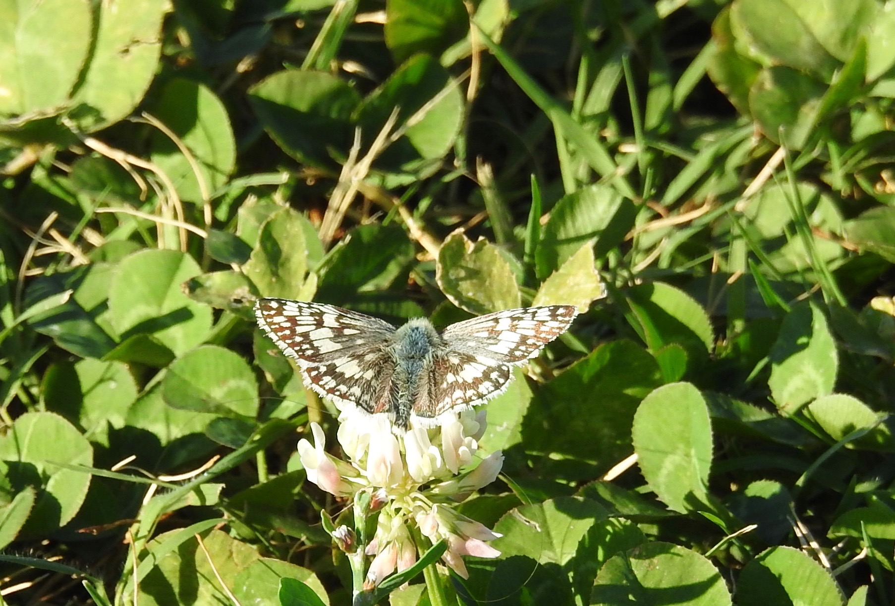 Common Checkered  Skipper