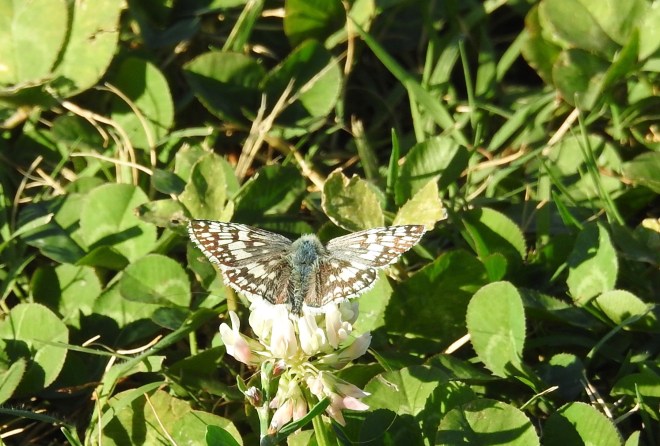 Common Checkered  Skipper