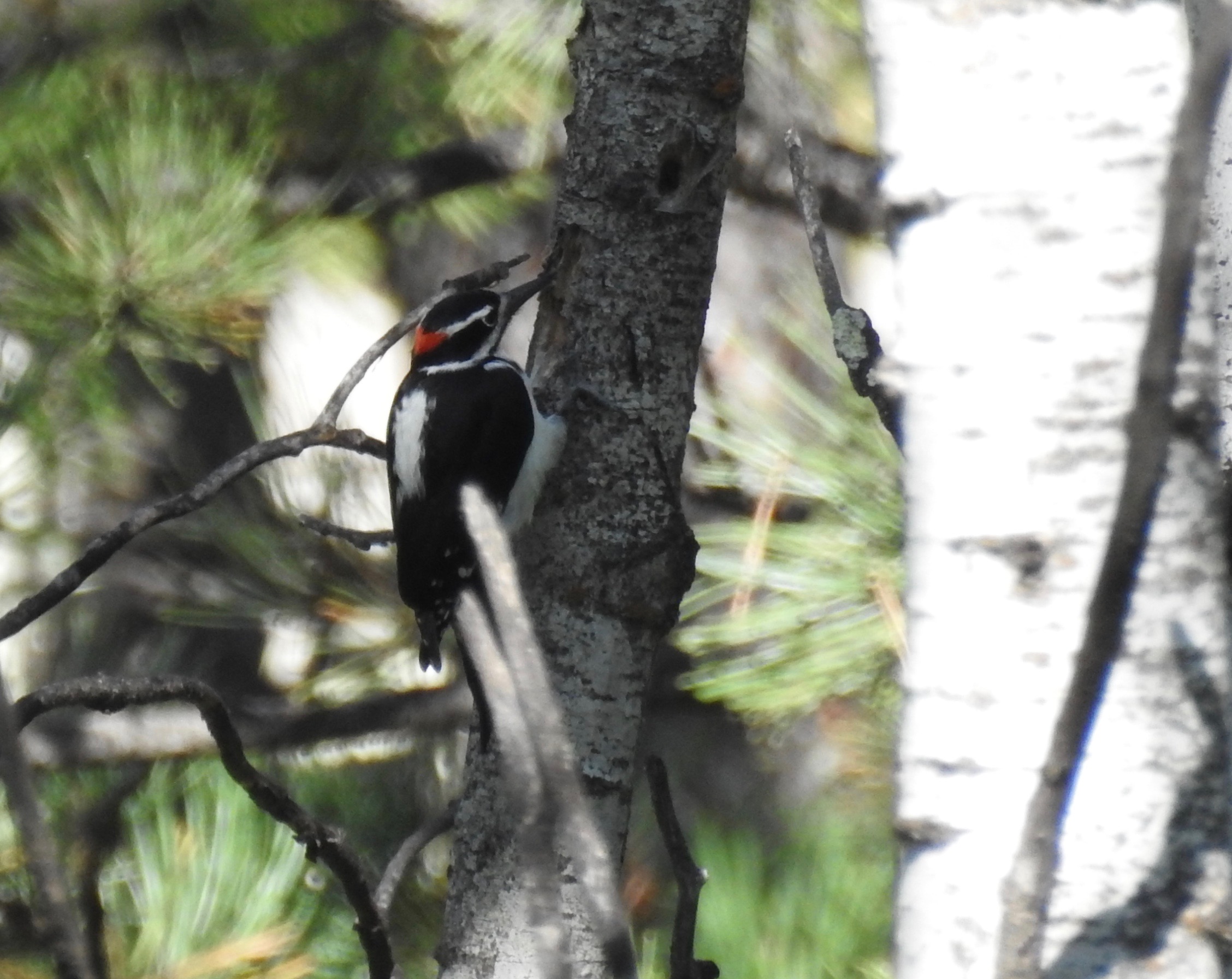 Downy Woodpecker