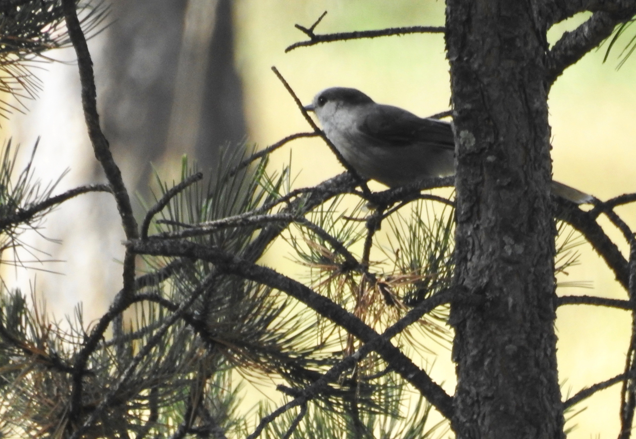 Gray Jay 2