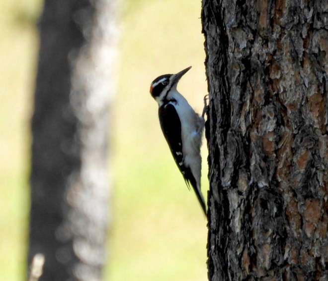 Hairy Woodpecker