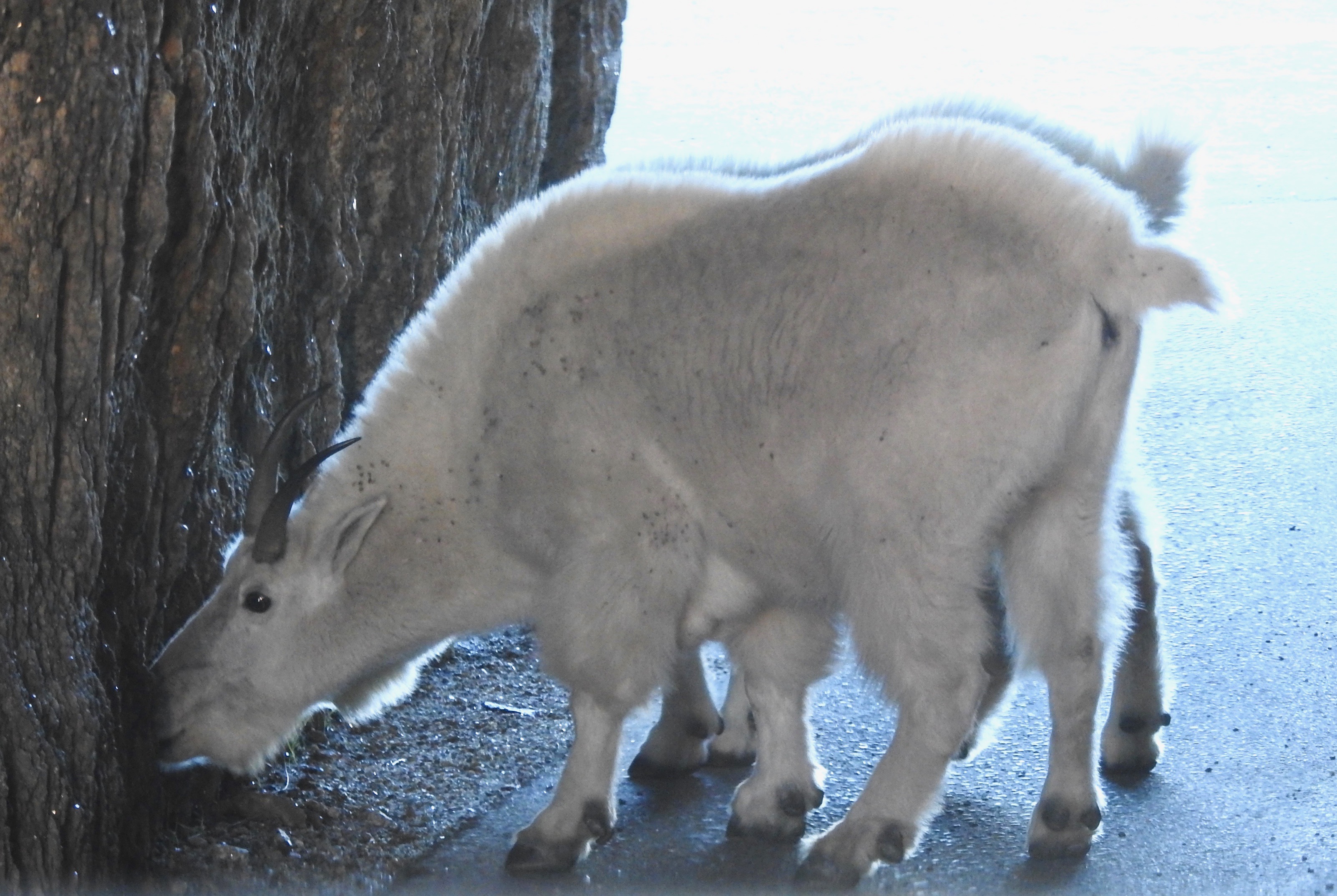 Mountain Goats CSP- tunnel Needles Hwy